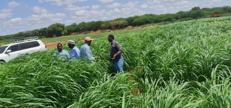 Harvesting Resilience, Field by Field